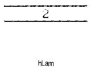 hLam 2