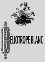 HÉLIOTROPE BLANC
