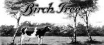 Birch Tree