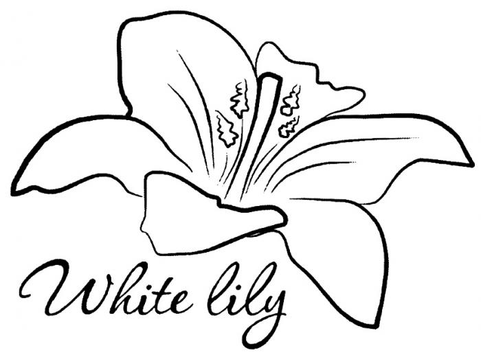 WHITELILY LILY WHITE LILY