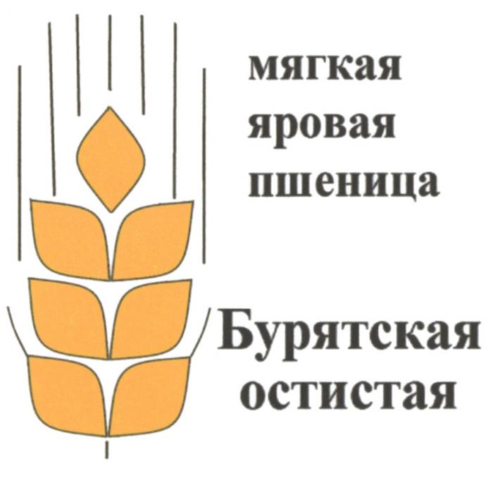 МЯГКАЯ ЯРОВАЯ ПШЕНИЦА БУРЯТСКАЯ ОСТИСТАЯОСТИСТАЯ