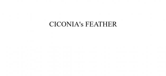 CICONIAS FEATHERCICONIA'S FEATHER