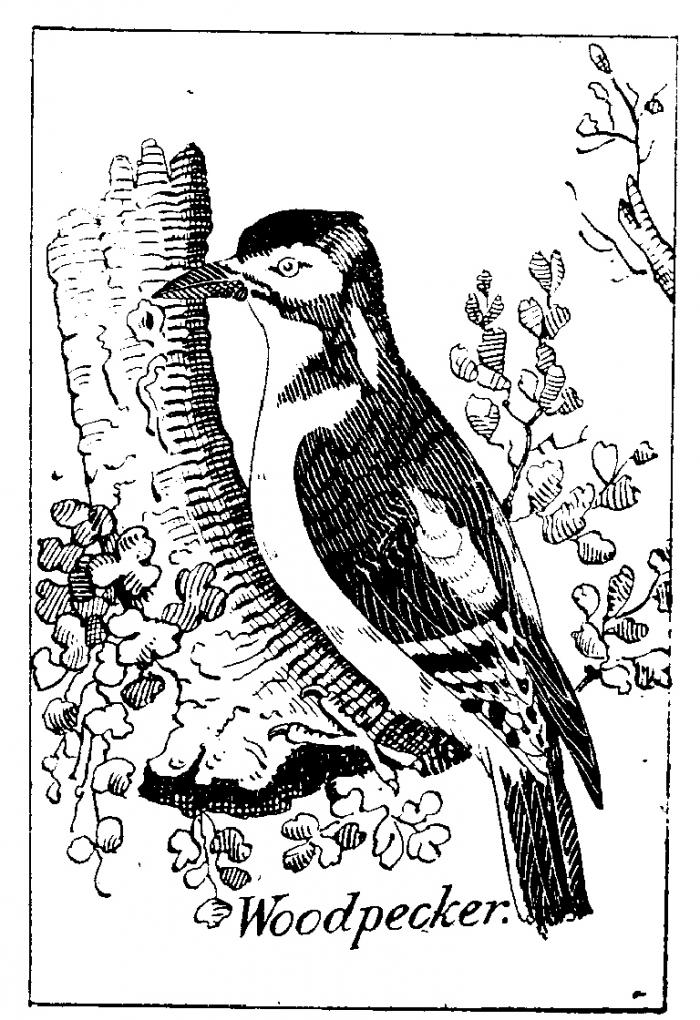 Woodpecker