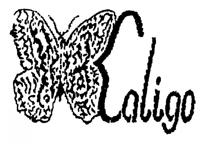 Caligo