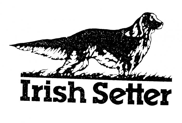 Irish Setter