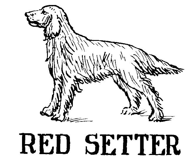 Red Setter