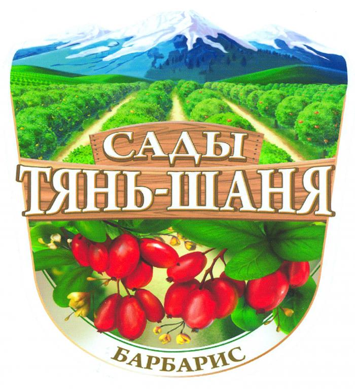 САДЫ ТЯНЬ-ШАНЯ БАРБАРИС