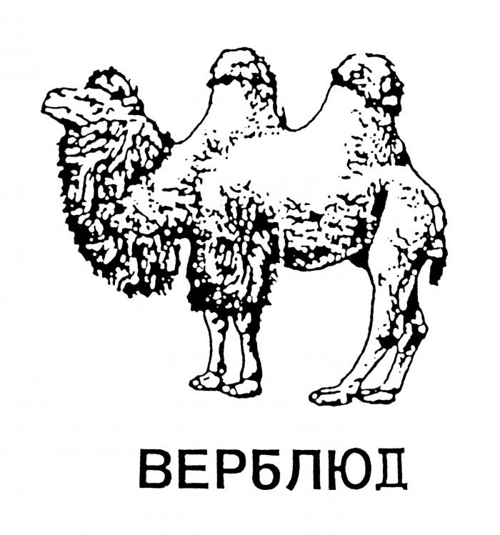 ВЕРБЛЮД